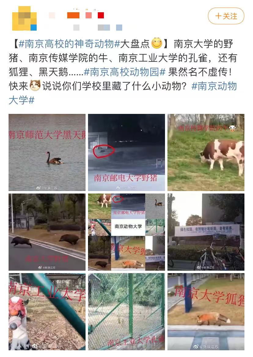 "护校神兽"高考结束了欢迎在评论区和学弟学妹科普校宠中国青年报(id