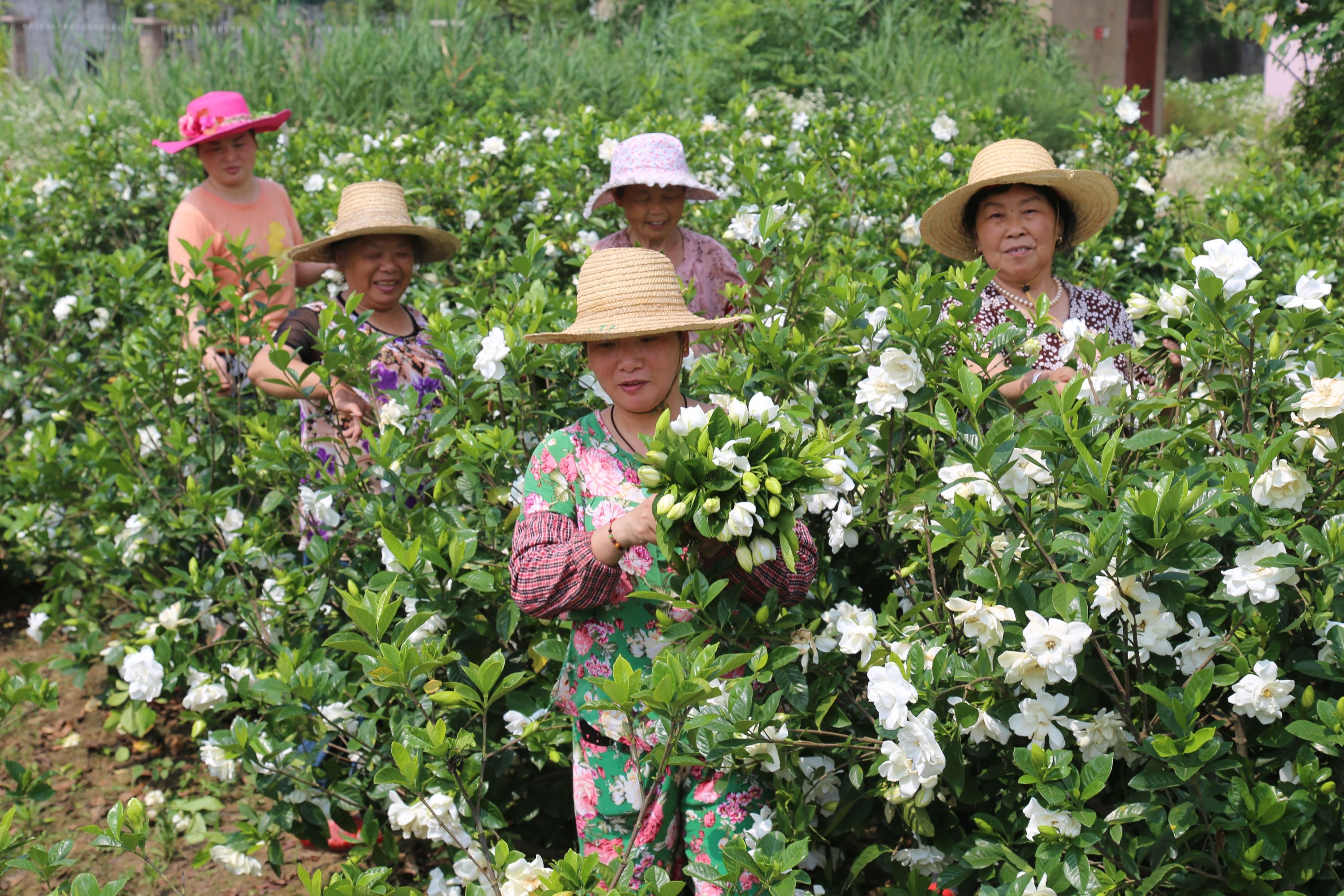 广州栀子花基地批发图片