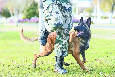 北京大興區,受訓犬正在等待訓犬員發出指令(資料圖).