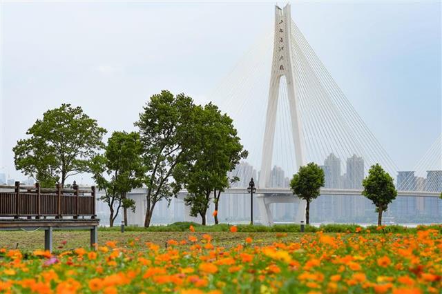 2021年7月13日,武汉市汉口江滩公园三期内,十万平米花海把公园装点得