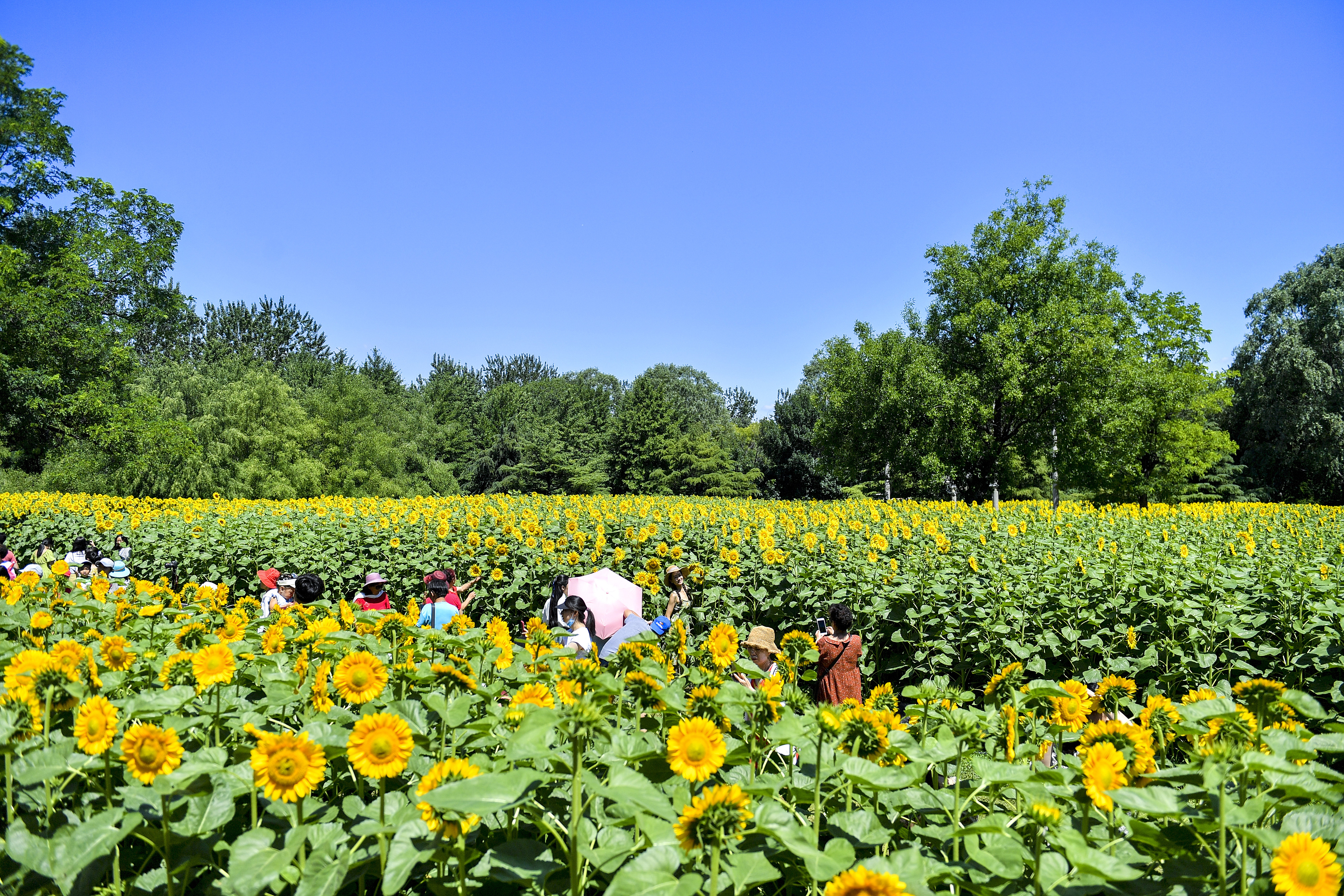 北京奥森公园百亩向日葵盛放