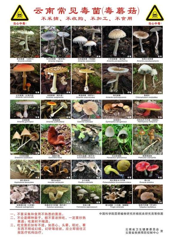 红伞伞,白杆杆,路边的野蘑菇你可别馋馋