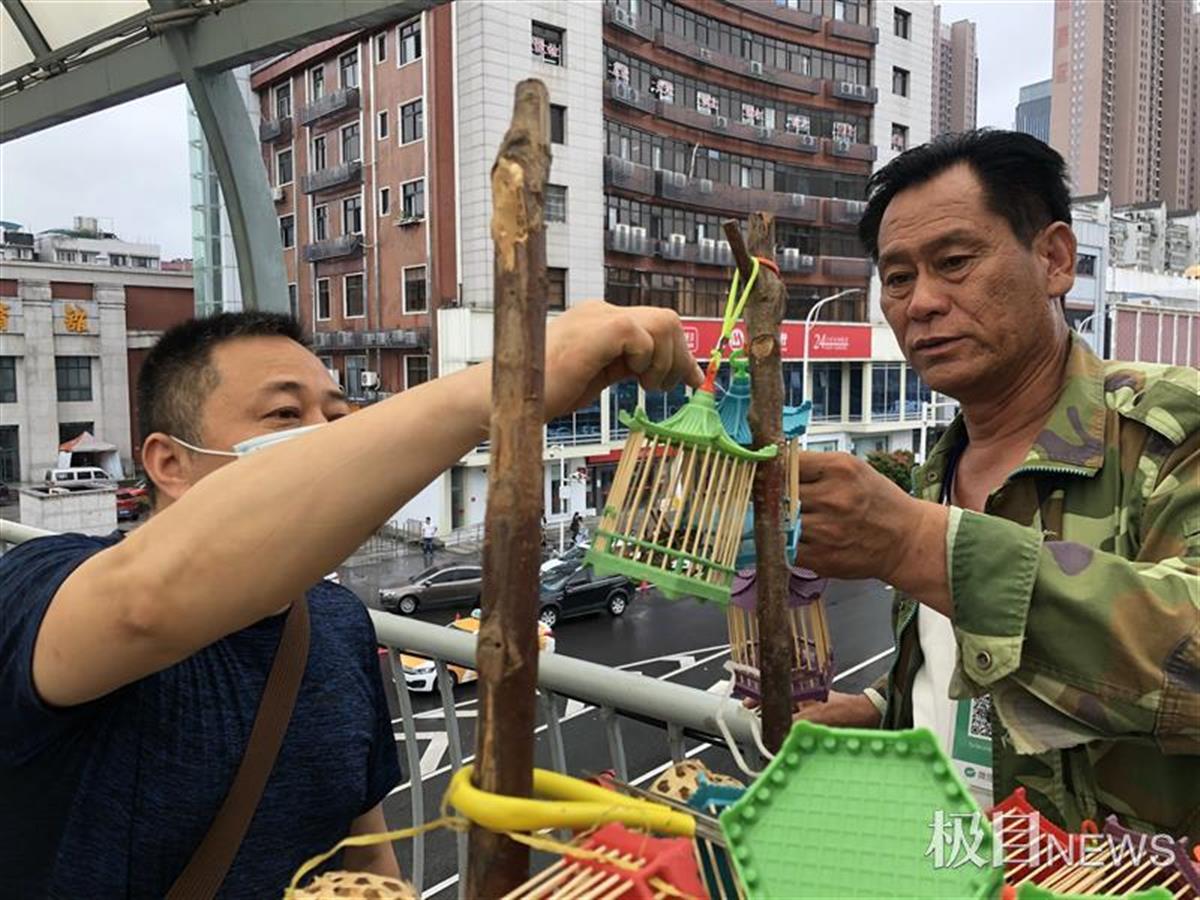 蝈蝈重现市场,勾起大叔们童年的回忆