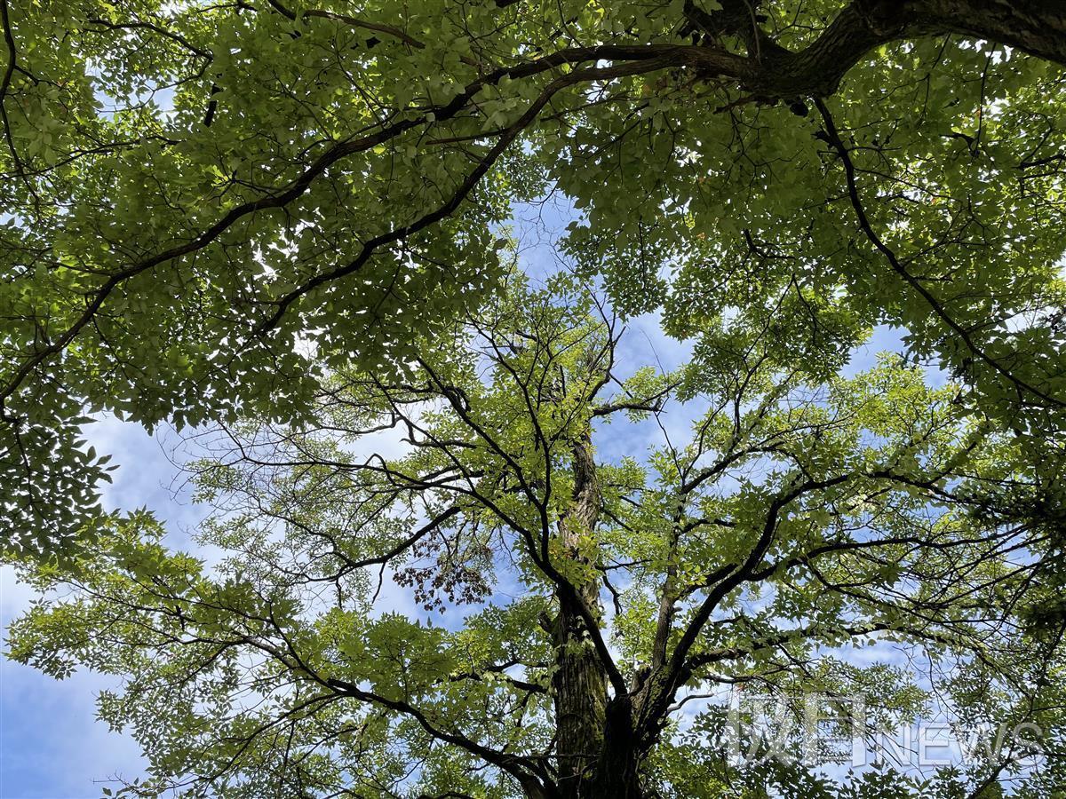 在宜昌市夷陵区,两颗姊妹梓树并肩而立,走过百年风雨.