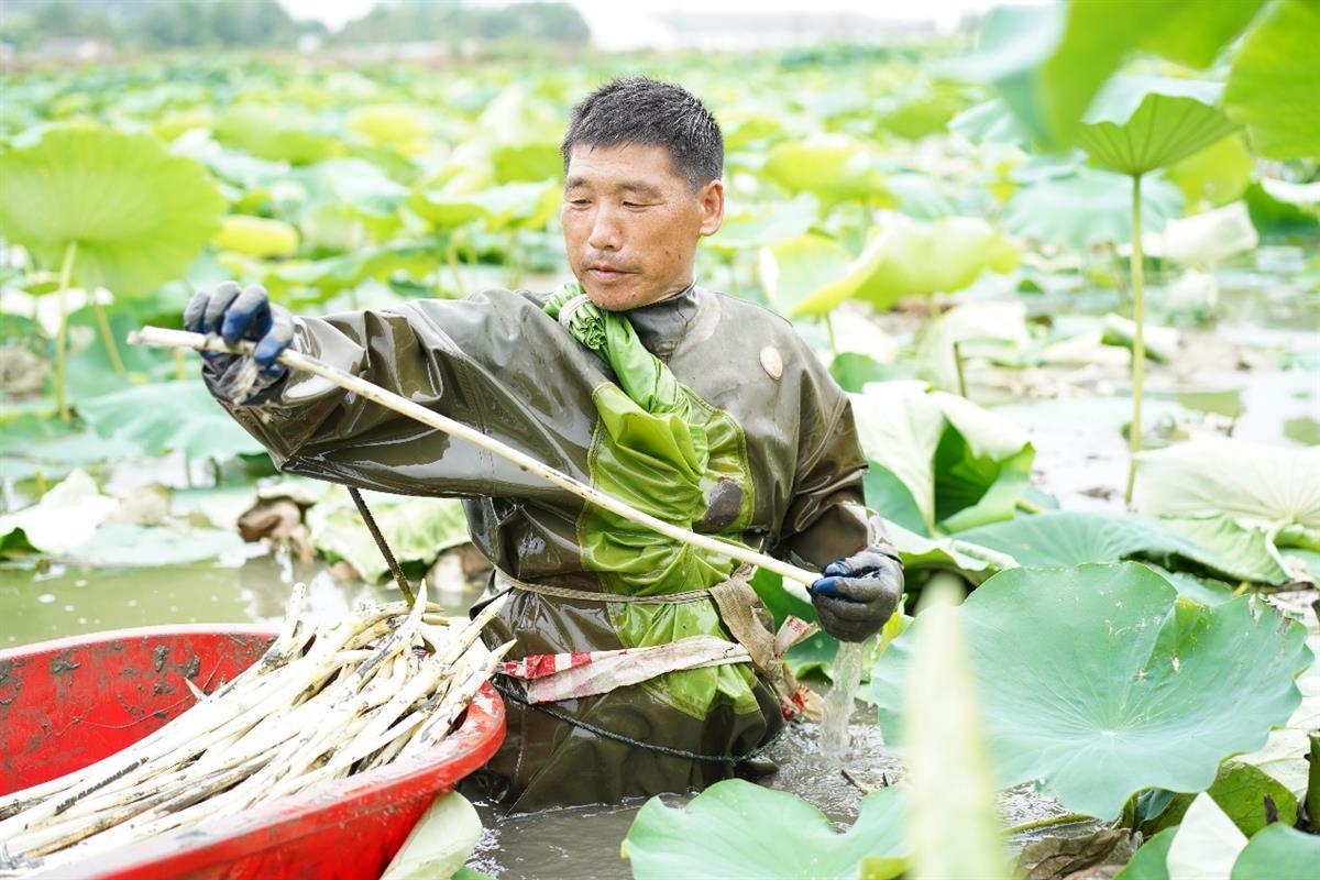 家乐福coo考察湖北洪湖莲藕基地,源头直采下月全国门店有望上新