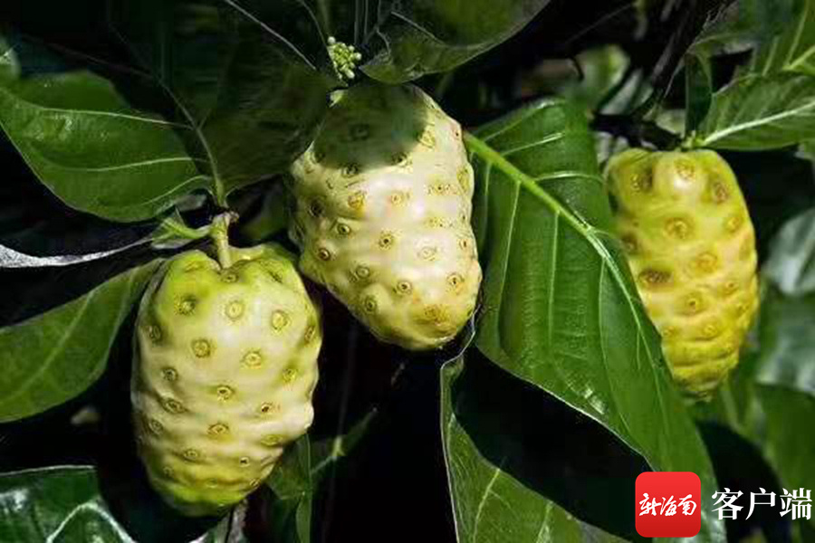 海南万宁用"小果子" 做"大文章"