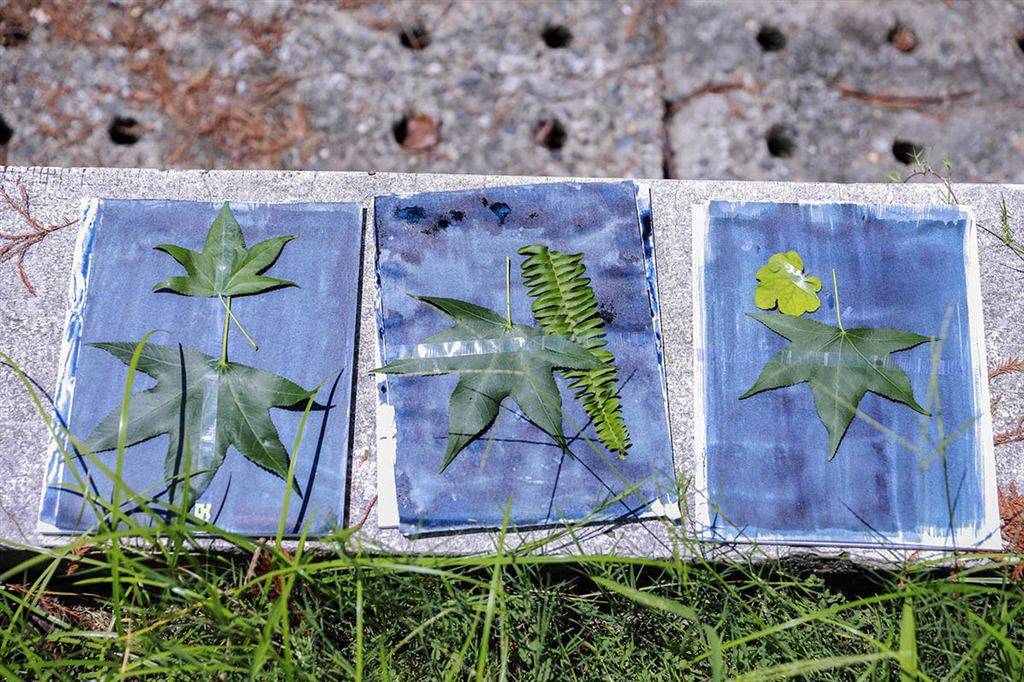 为树叶复刻一张蓝色相片 辰山植物园"蓝晒大揭秘"趣味丛生