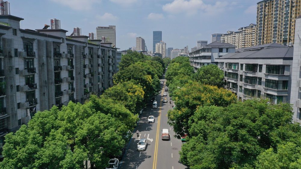 第二批"武汉最美林荫路"新鲜出炉,这条路登榜专家连称"没想到"