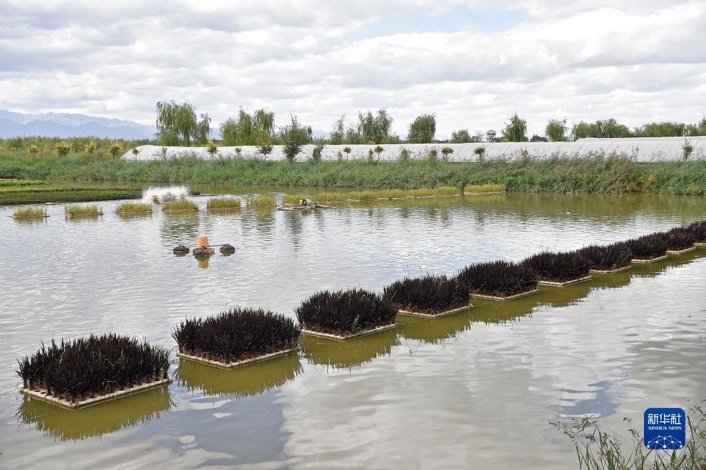 银川市贺兰县银川科海生物技术有限公司园区池塘里种植的净水浮床植物