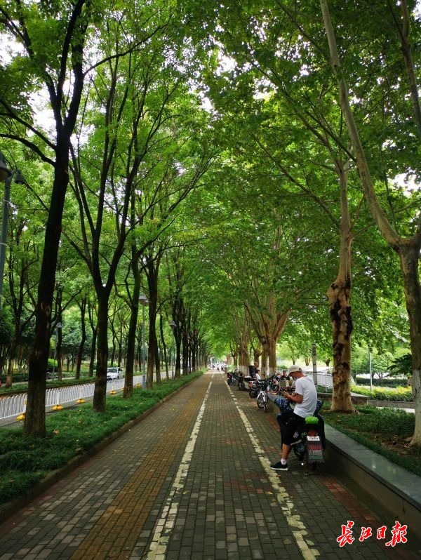 "最美林荫路"每一抹绿荫,都是园丁心血铸就