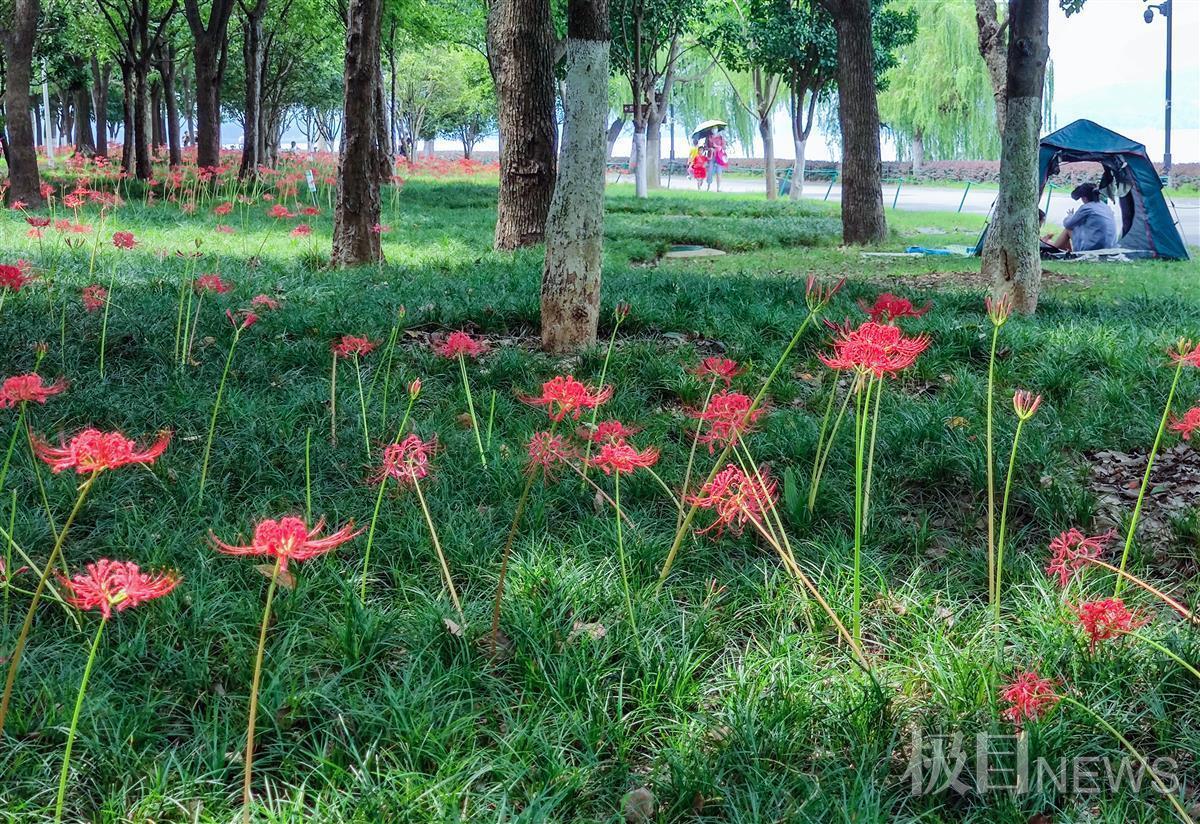 东湖绿道"彼岸花"娇艳盛开,园林管理单位提醒:根茎有毒,切勿采摘