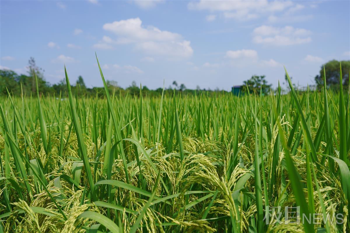 武汉新洲辛冲街数百亩"沉睡土地"流转后长出了庄稼