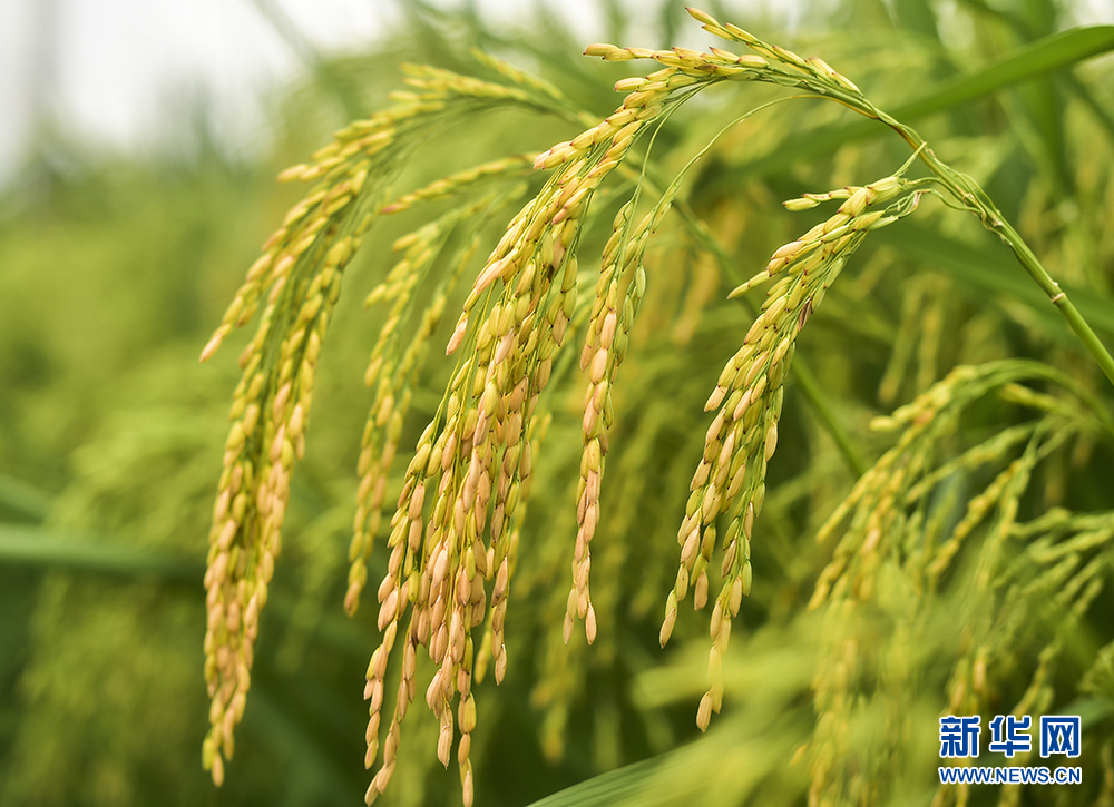 新华社记者王全超摄影报道国家杂交水稻工程技术研究中心重庆分中心于