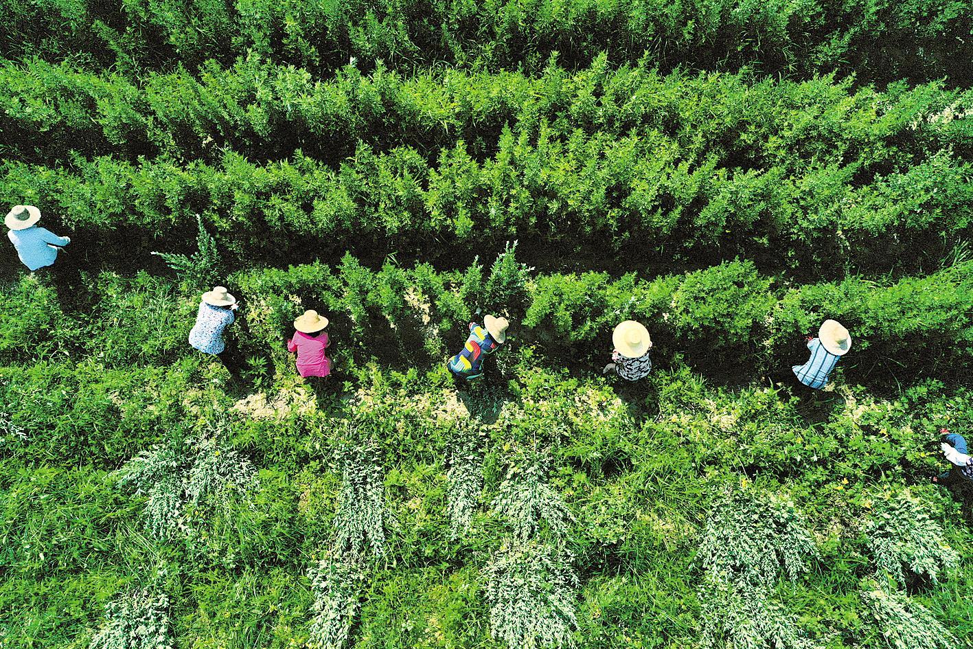 蕲春蕲艾制品生产线上,工人们对加工好的蕲艾绒进行分装.