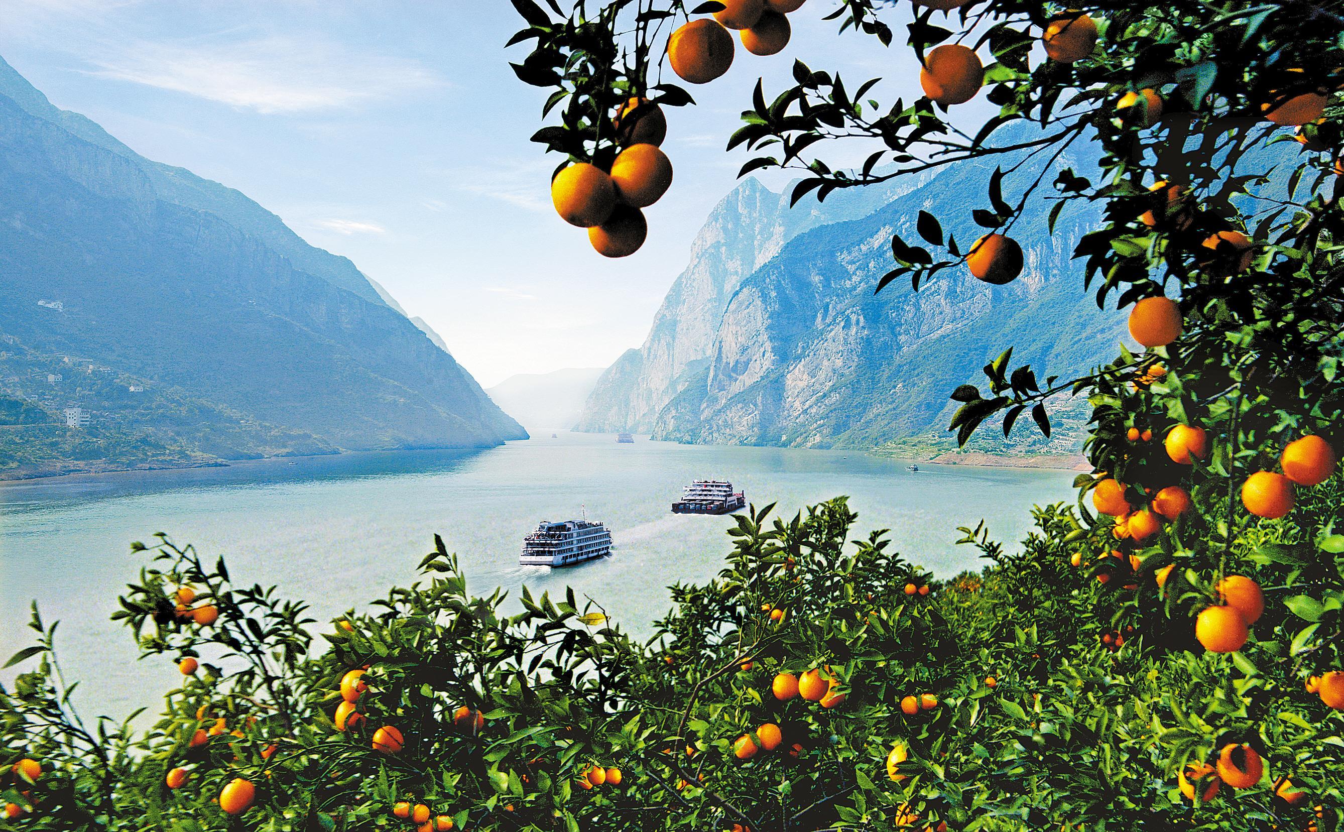 柑橘飘香 美了风景富了民