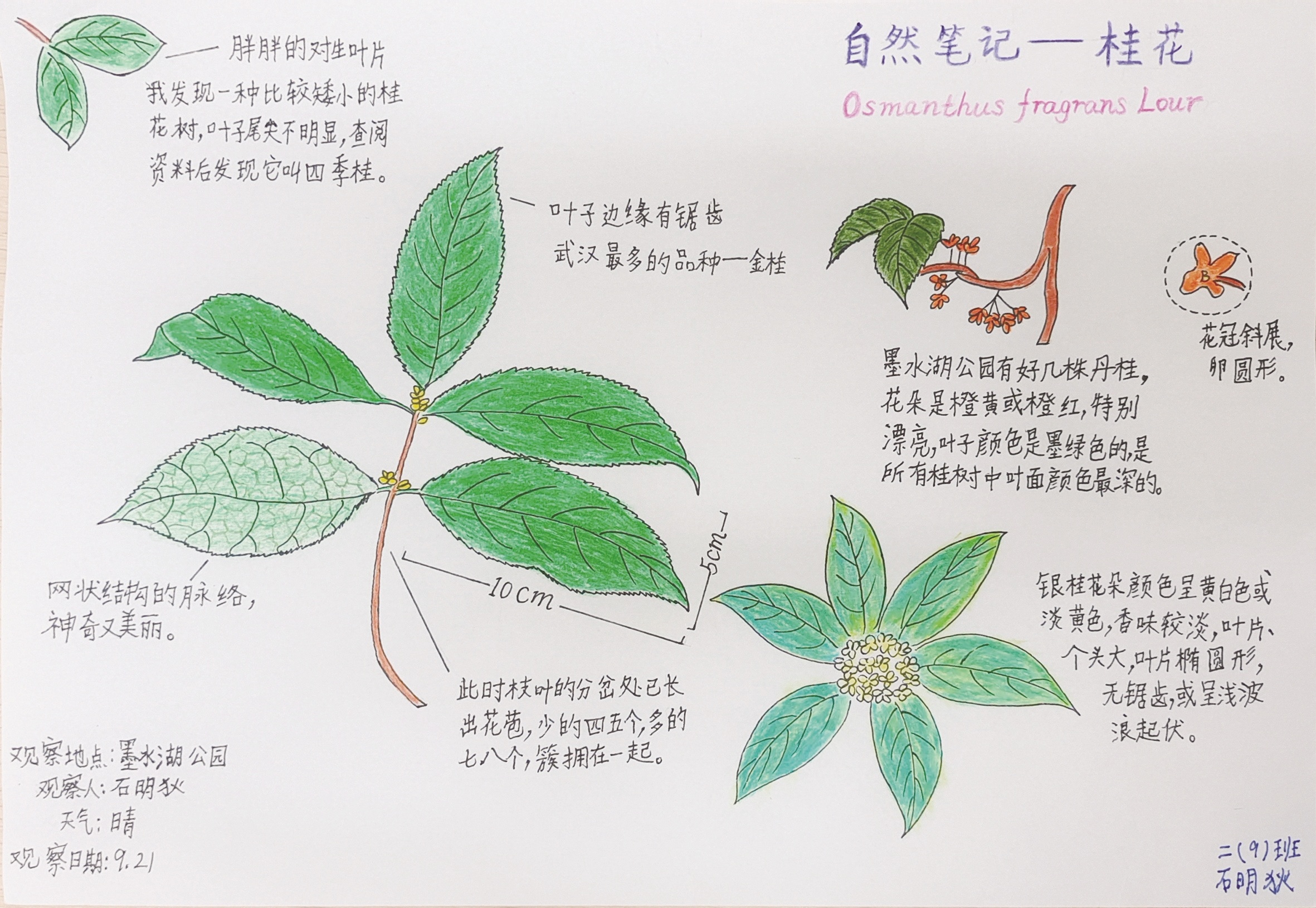 墨水湖小学学生做的自然笔记红领巾学校学生参加书法活动红领巾学校