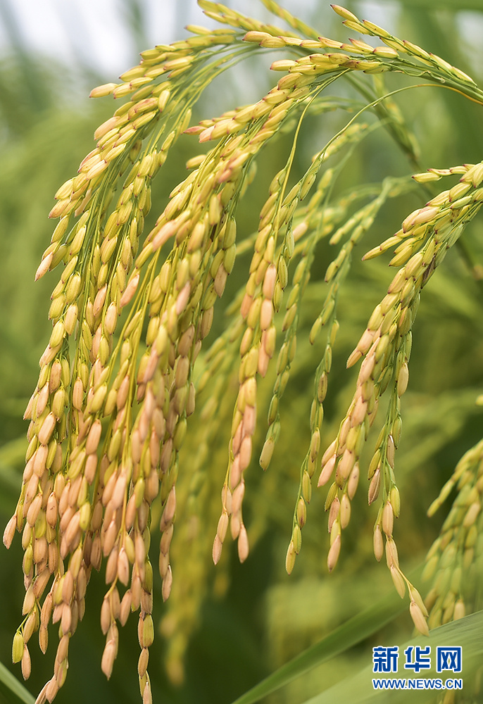 新华社记者王全超摄影报道8月31日,国家杂交水稻工程技术研究中心重庆