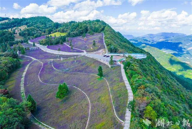 巴东野三关高山森林花海醉游人-荆楚网-湖北日报网