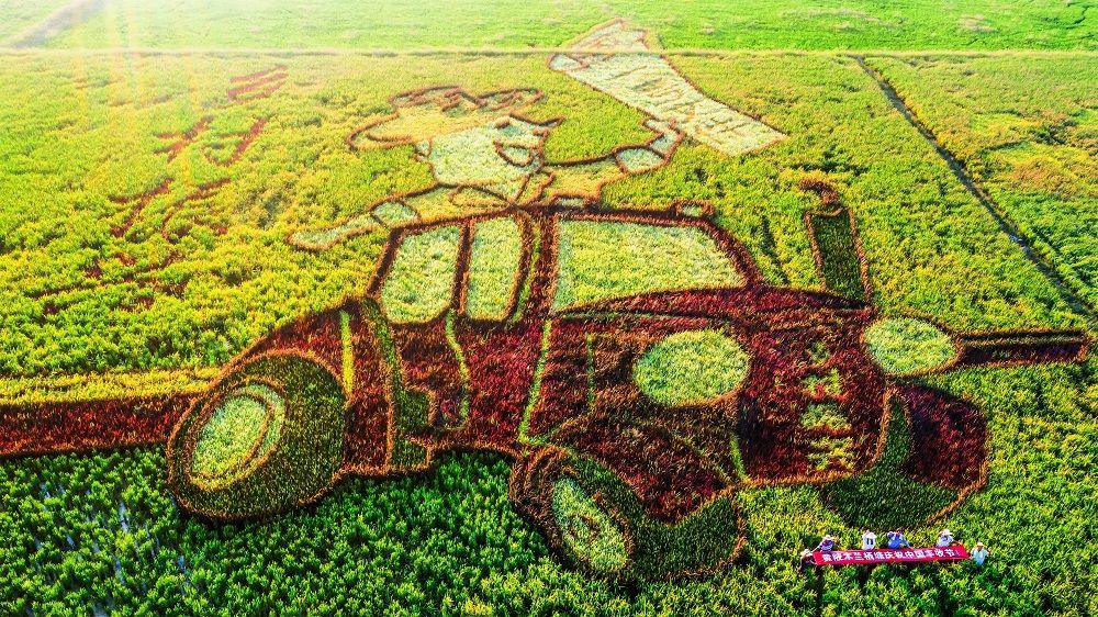 壮美!好一幅五彩稻田画