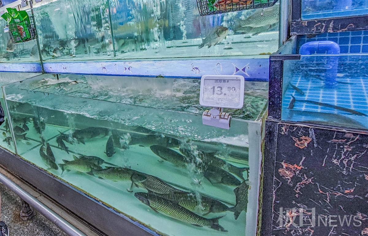 早秋正季淡水鱼起水入市,市场价最高降了一半!