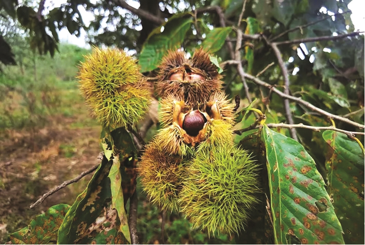 300年以上板栗树261株 随县板栗古树群让农户过上好