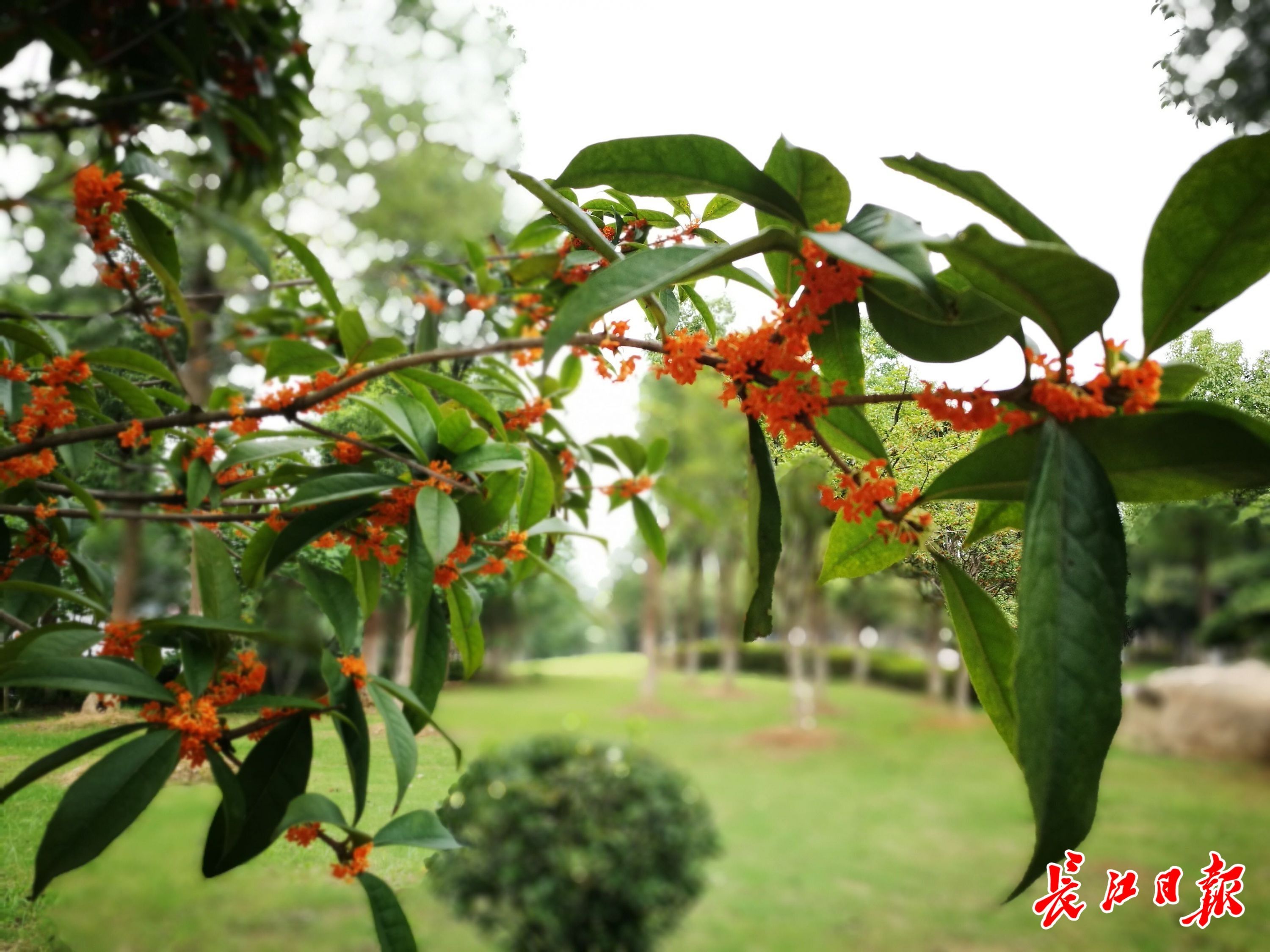 "桂花味儿"的武汉又来了,哪些地方可以赏桂?快收藏