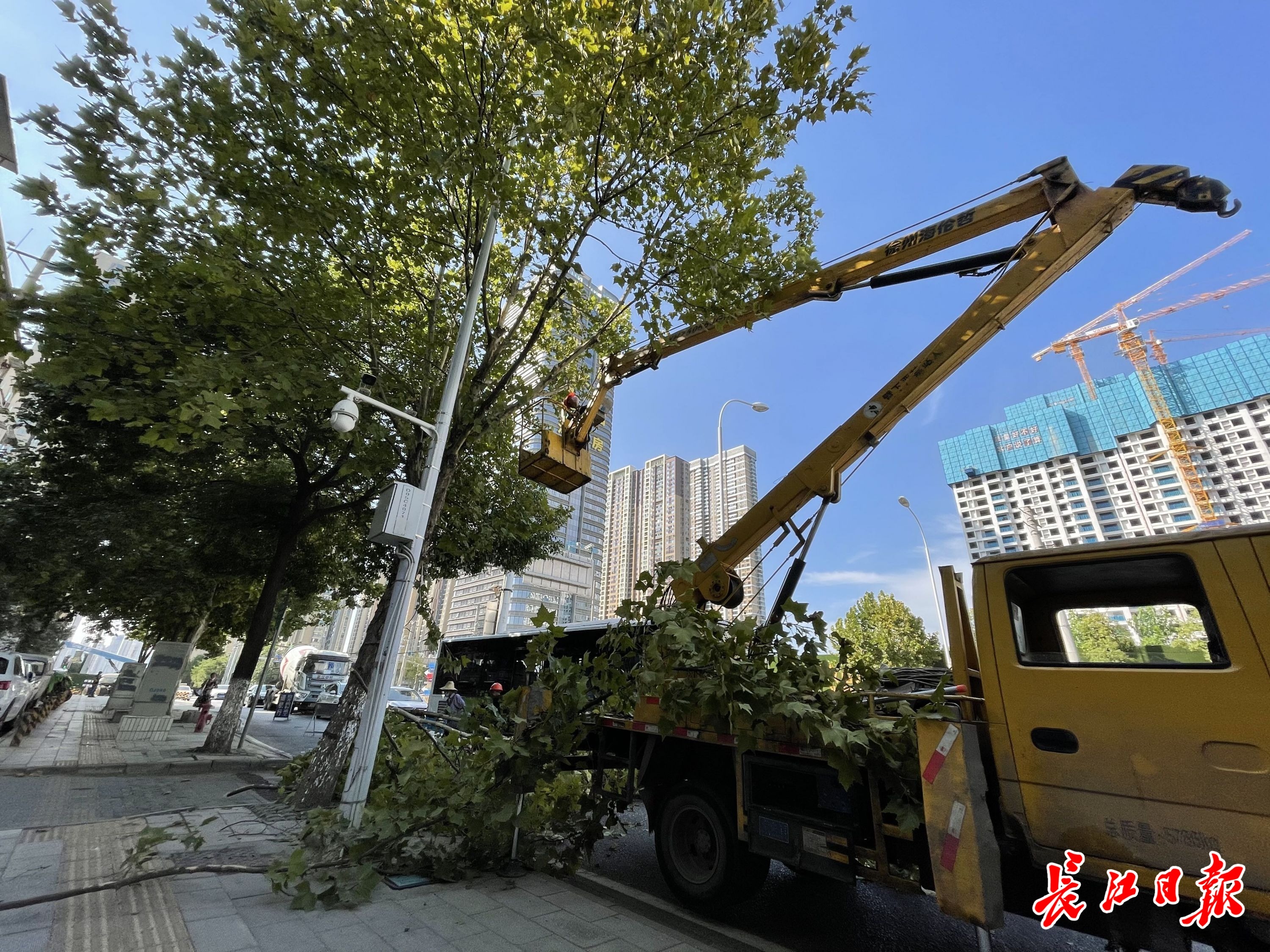 漢陽區園林局綠化隊正在琴臺大道知音西村路段修剪樹木.