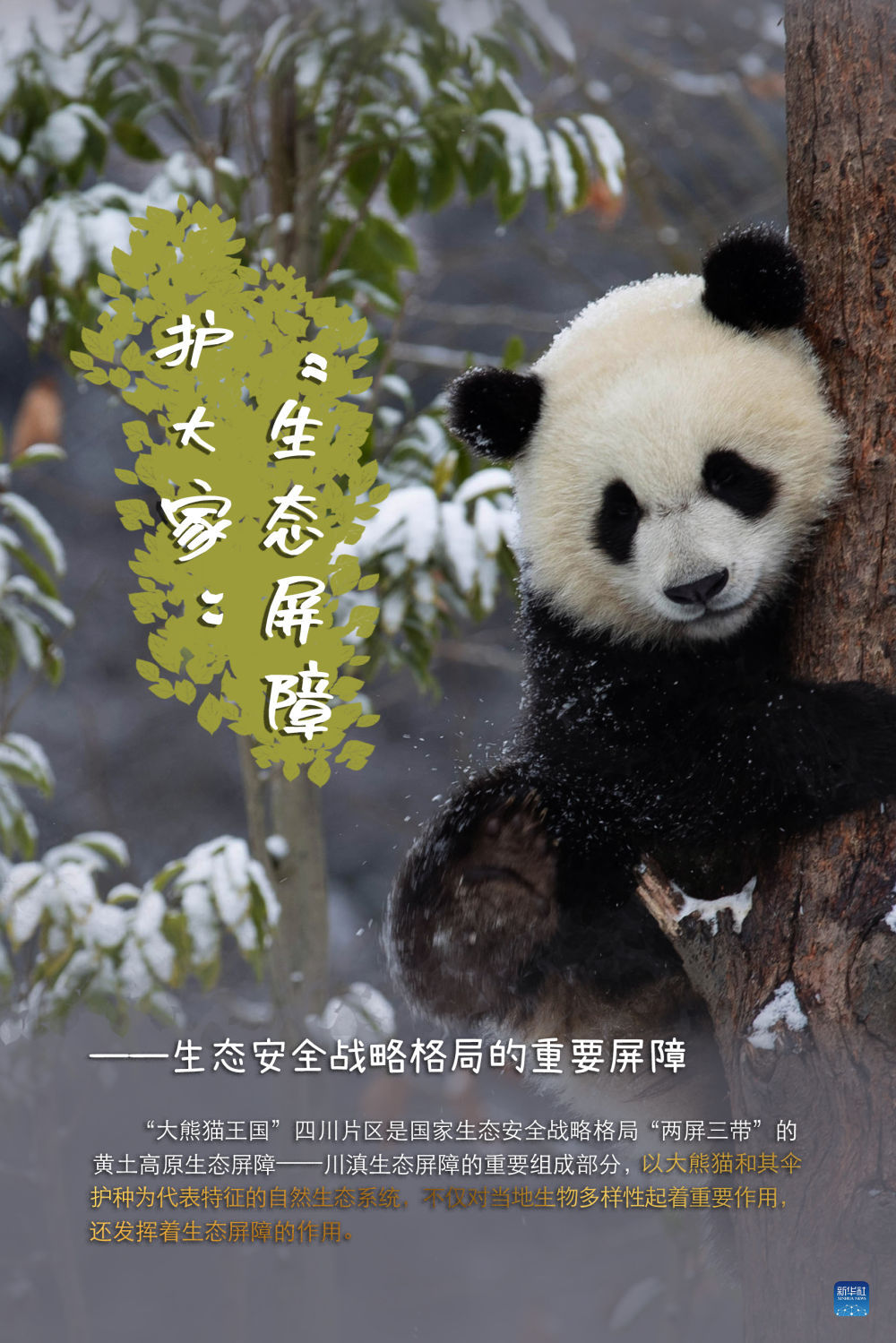 大熊猫喜提"降级",生态建设持续"升级"