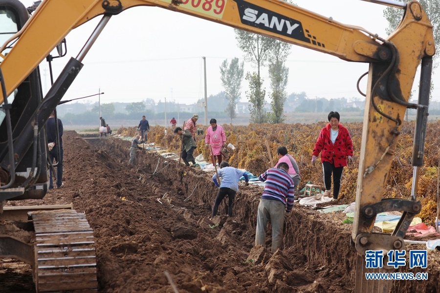 10月27日,河南省焦作市温县武德镇苏王村,农民正在收获铁棍山药.