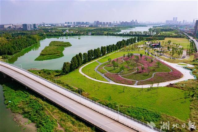 东西湖径河公园二期全面建成 13000平方米粉黛乱子草国庆盛开
