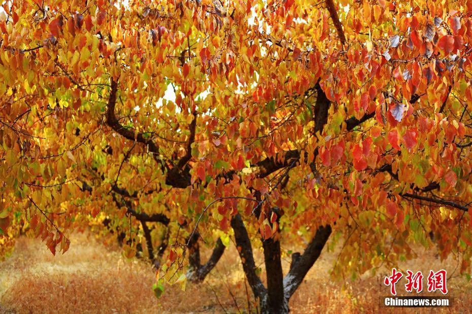 漫步杏园,大片的金黄色杏林尽收眼底.  刘艳敏 摄