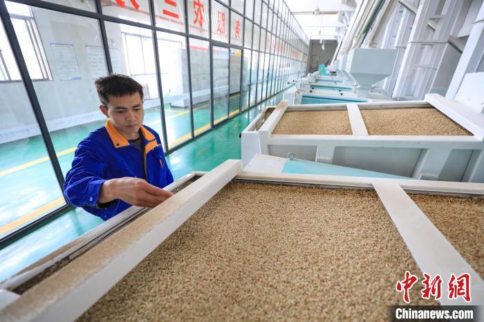 贵州贵定:大米生产忙