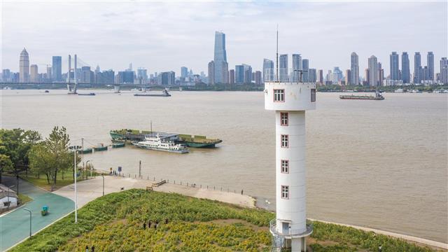 武昌江滩大片向日葵盛开