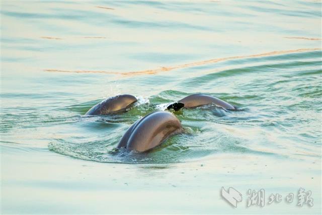 海江豚和长江江豚图片