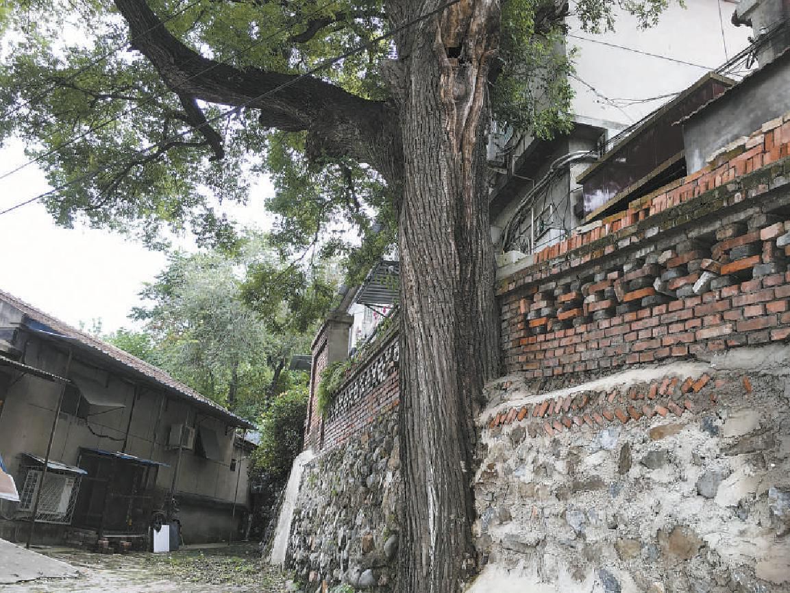 北京部分百年古树无人问津:树干上砌墙 树根旁建房