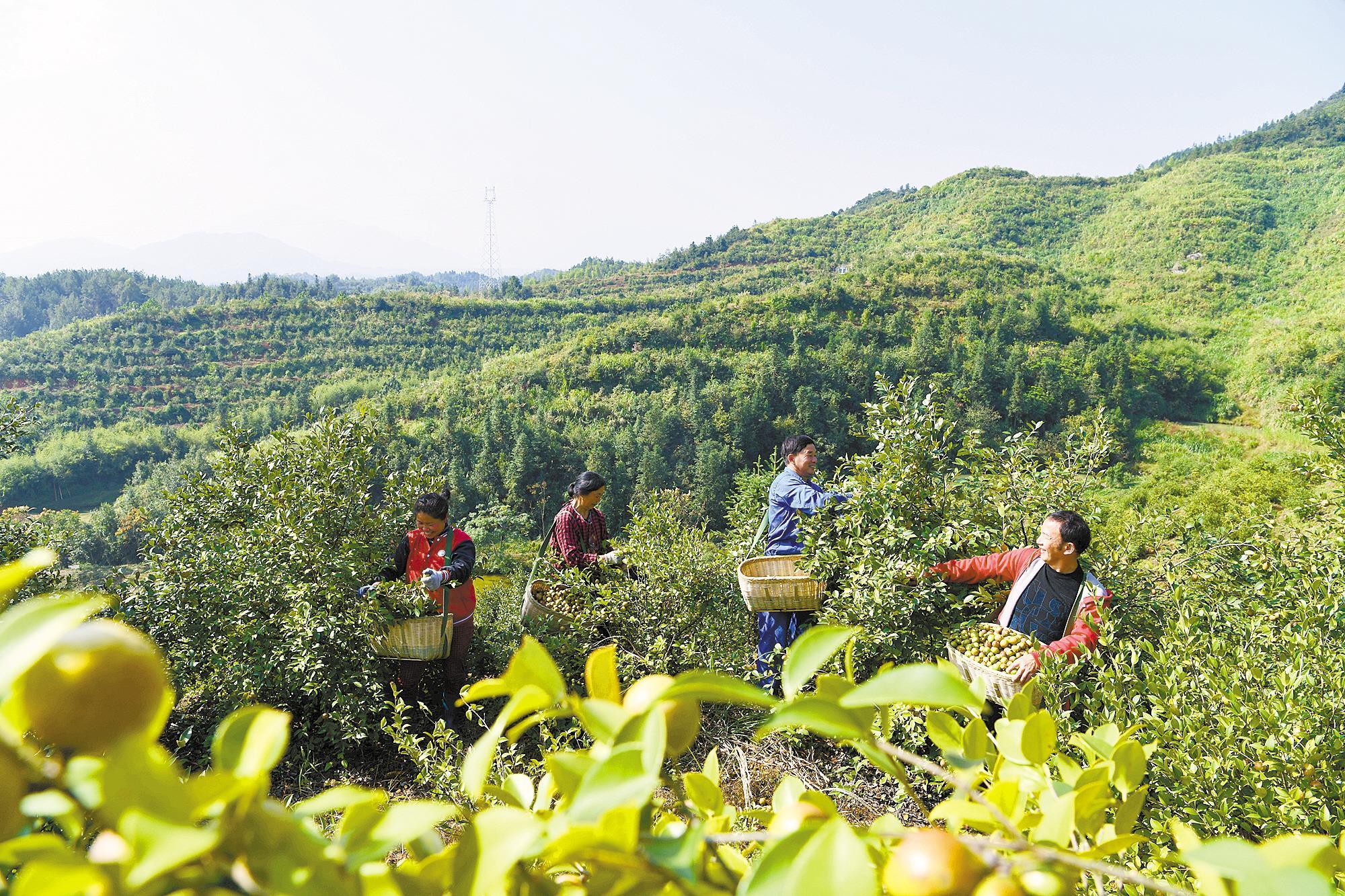 村民在油茶基地摘油茶果