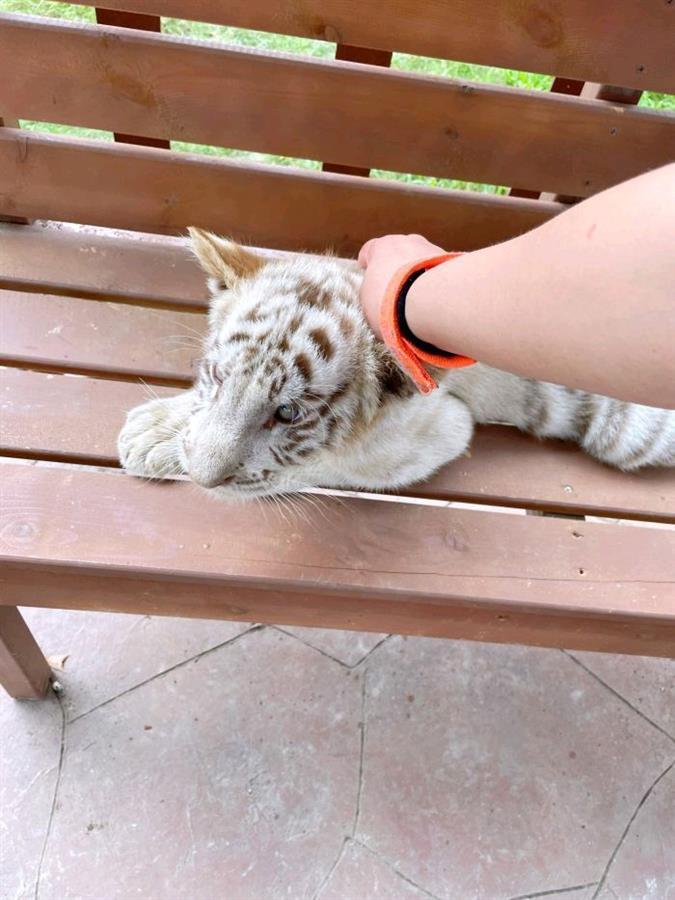 客人入住酒店可随意摸老虎?店方:人工育幼脾气温驯,饲养员全程陪同