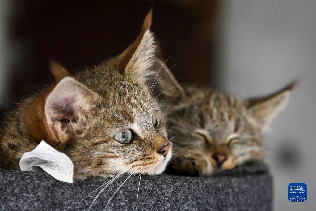 这是9月30日在西宁野生动物园拍摄的两只人工救助的荒漠猫幼崽.