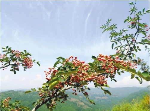 韩城:花椒香飘四十年