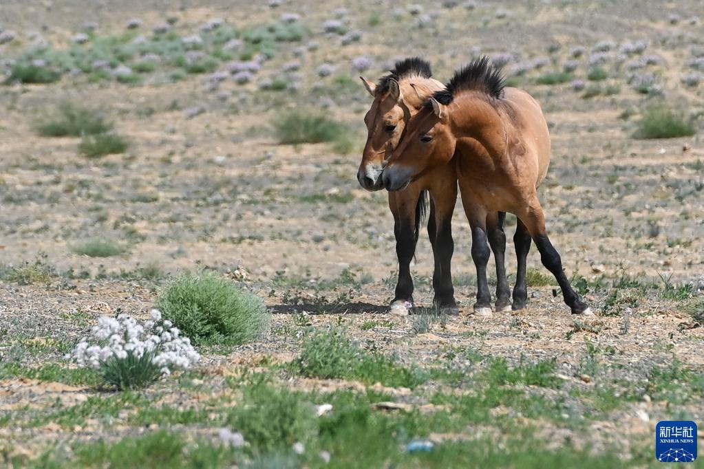 新华全媒 丨普氏野马在故乡的生活