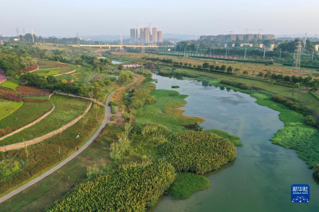 临清胡姚河湿地公园图片