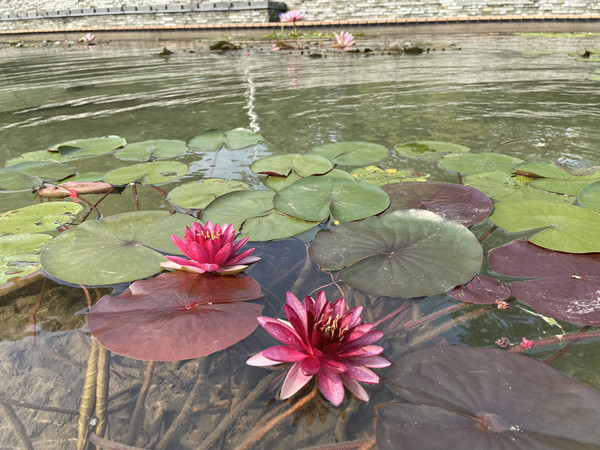 好一幅"盛世百莲图"!快来江滩赏百株睡莲齐放-荆楚网-湖北日报网