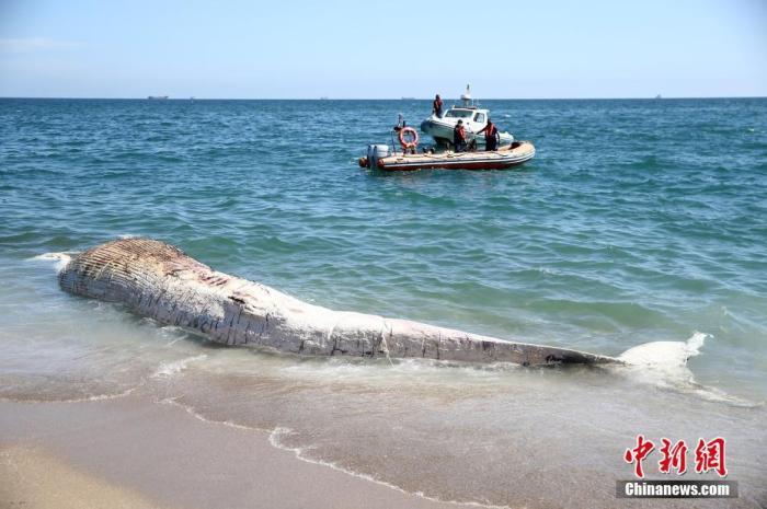 心痛19米長鯨魚在法國加來港擱淺後死亡