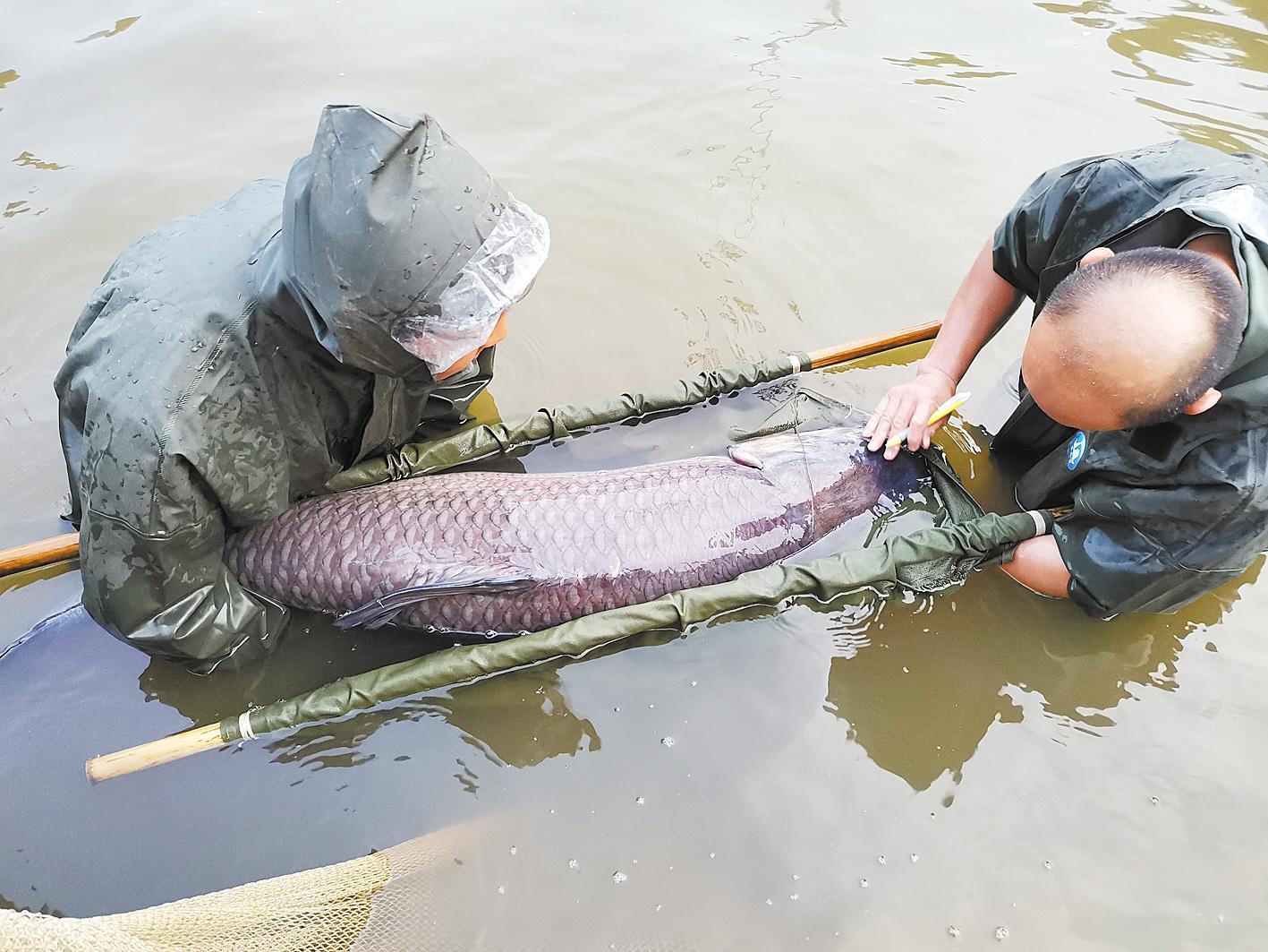 崔逾瑜 通讯员 丁运敏 青鱼,也叫黑鲩,是我国主要的淡水养殖鱼类之一