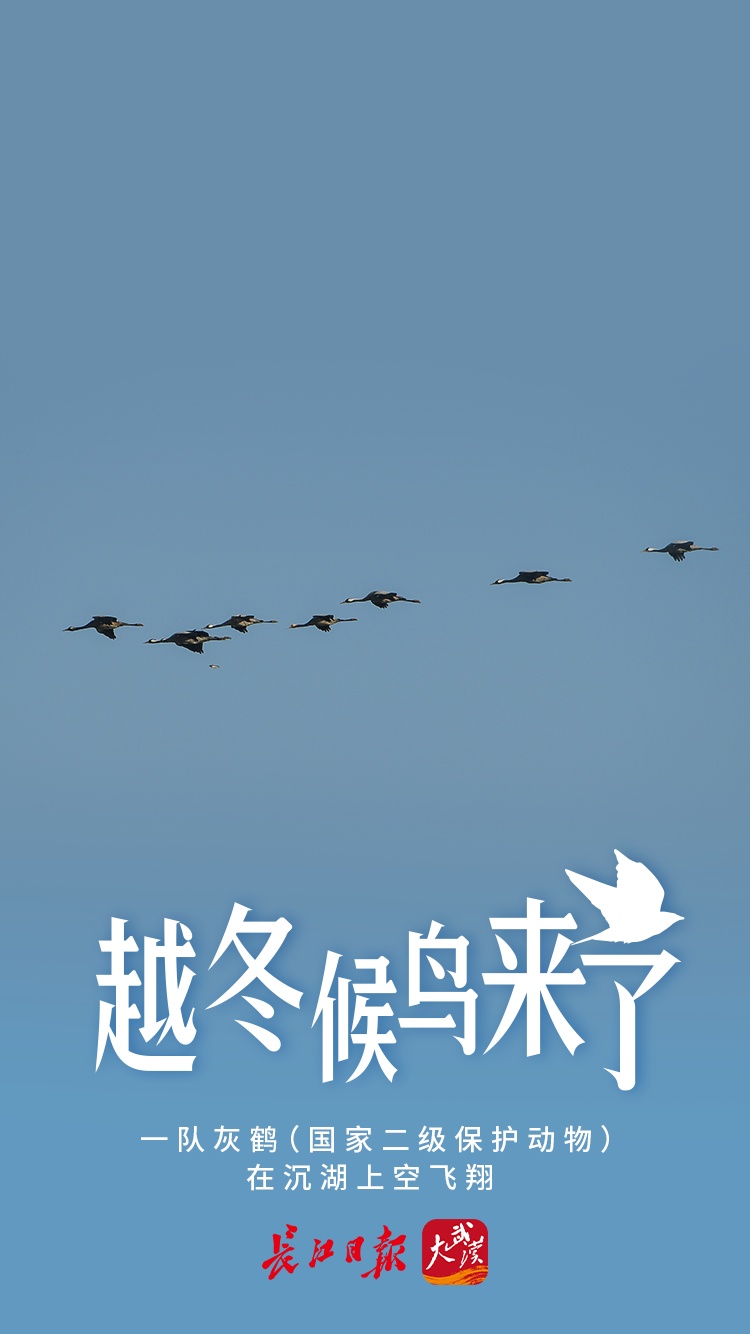 越冬候鸟来了 | 海报图集