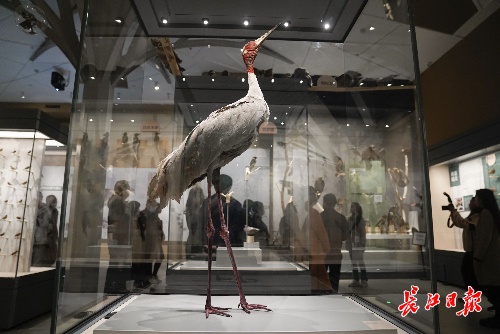 的武漢大學萬林藝術博物館基本陳列展,共展出鳥類動物標本近1300件