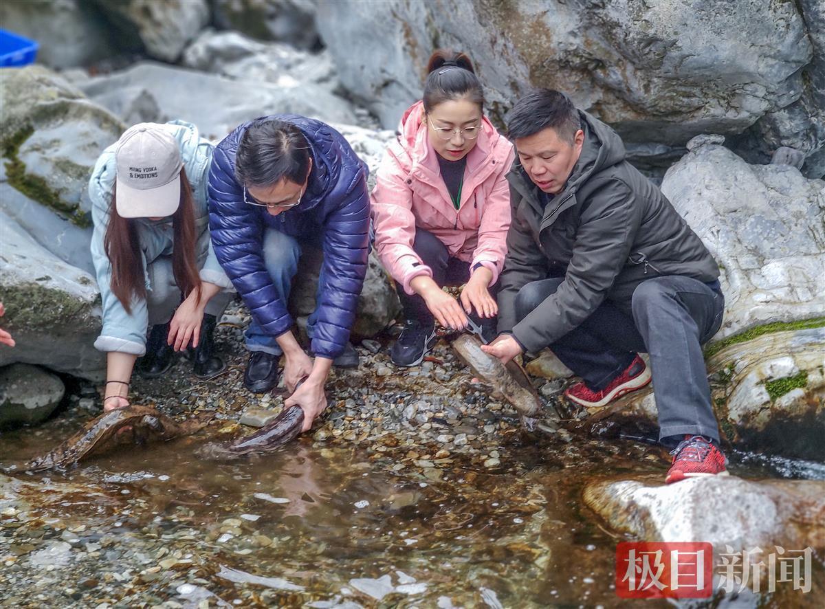 据了解,大鲵是有尾两栖动物,体大而扁平,最大个体全长可达200厘米以上