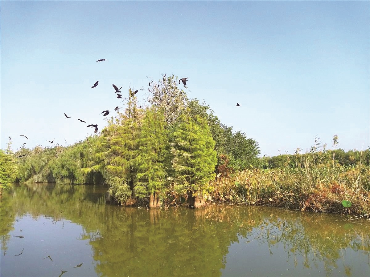 数万只鸬鹚嬉戏朱湖湿地