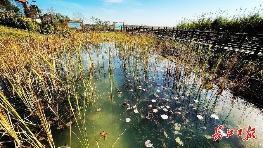 水生植物基地武汉图片