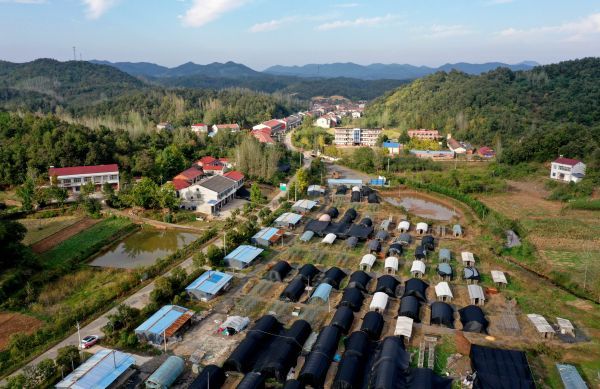 大洪山山脉畔,湖北随州市随县三里岗镇刘店村香菇生产基地.